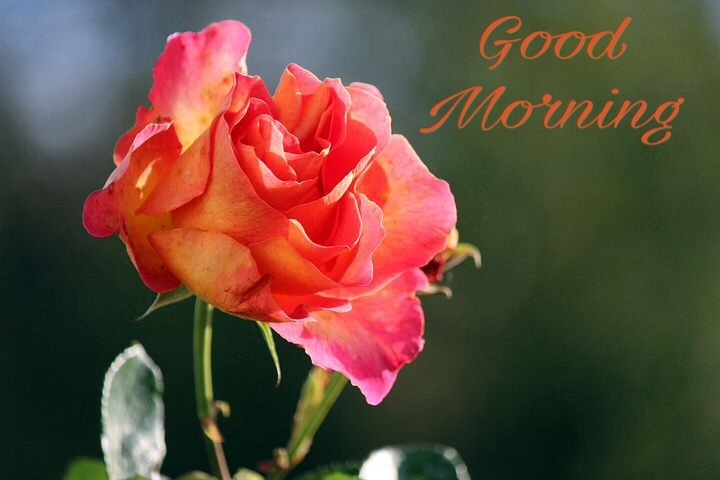 111+ Good Morning Rose Images Download With Love Quotes 