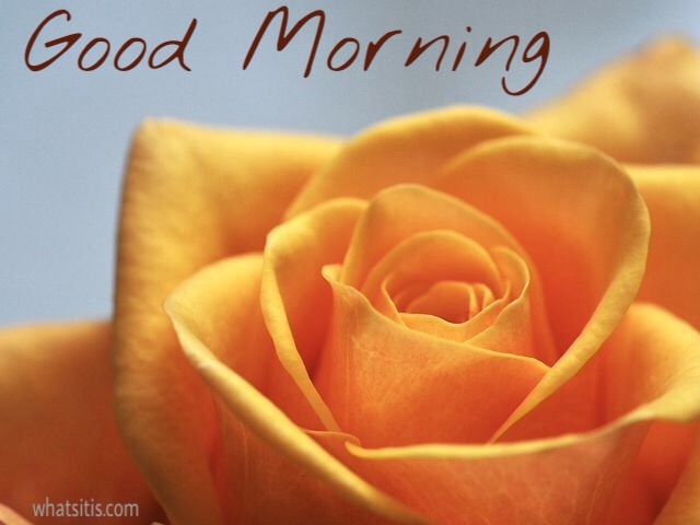 Good morning rose flowers 