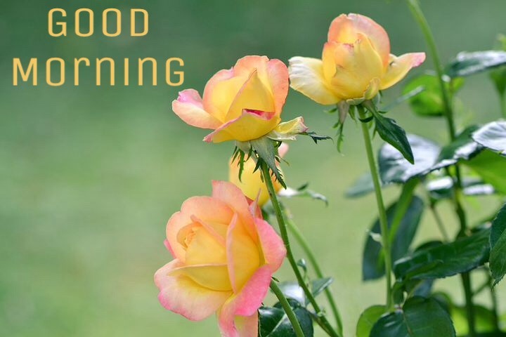 111 Good Morning Flower Images Free Download For Whatsapp
