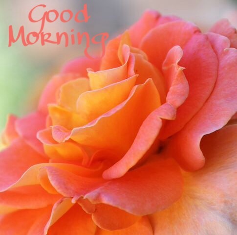 Good Morning Images With Flowers HD | Good Morning Flowers Pictures Wallpapers 