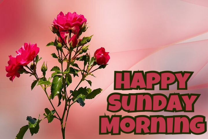 Happy Sunday Good Morning wishes Images Quotes For Whatsapp Free Download 