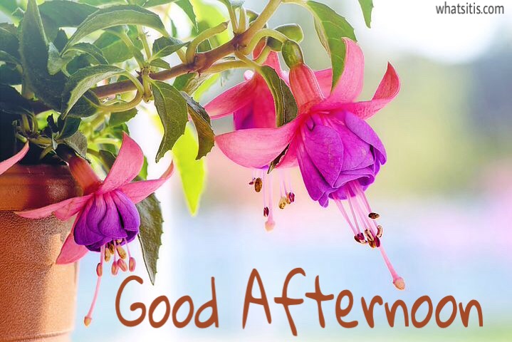 Good Afternoon flowers wallpaper free download for whatsapp 