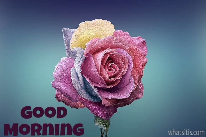 Good morning roses pictures