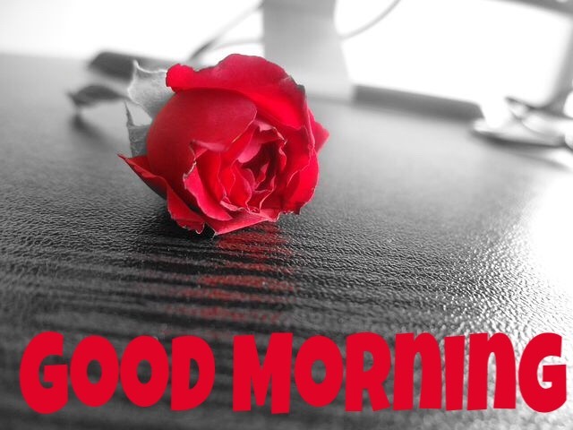 Best Good Morning Wishes With Rose Pics