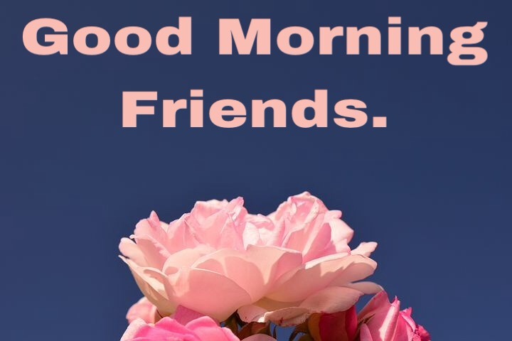 Good morning rose flowers image 