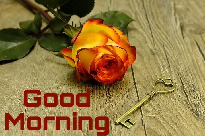 Good morning rose images download 