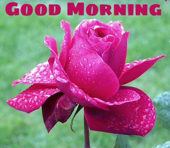 111+ Good Morning Wishes Images With Red Rose Pictures 
