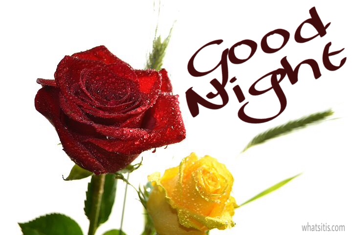 Good night red and yellow rose image