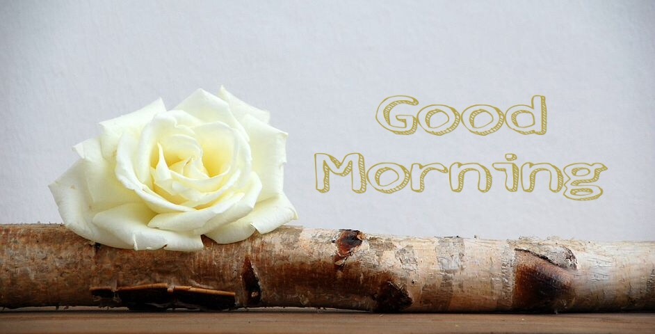 Good morning wishes with yellow roses