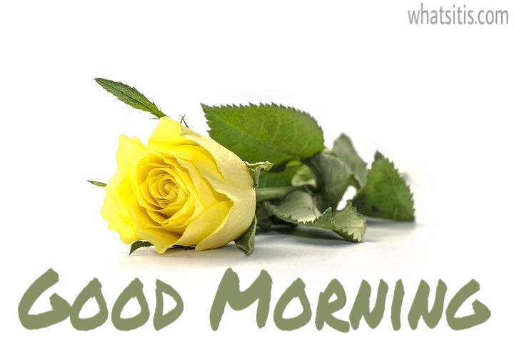 Good morning friends images with yellow rose flower