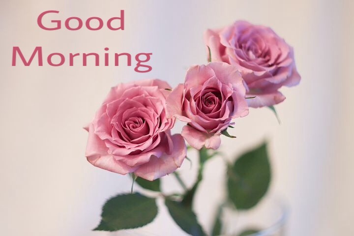 111+ Morning Wishes Images With Rose 