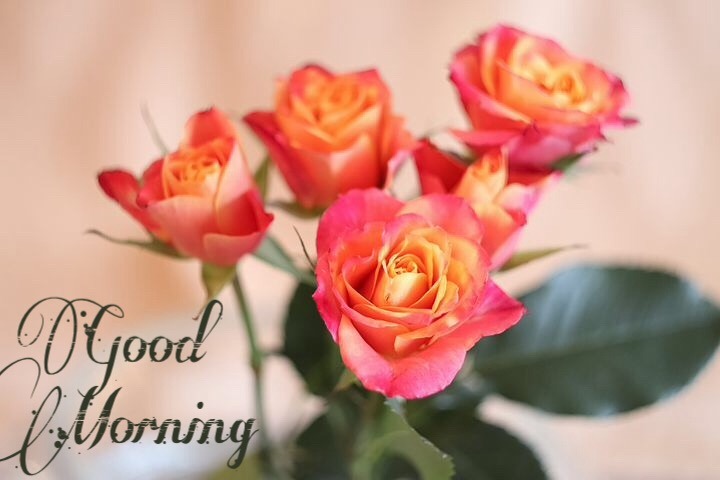 111+ Good Morning Wishes With Rose 