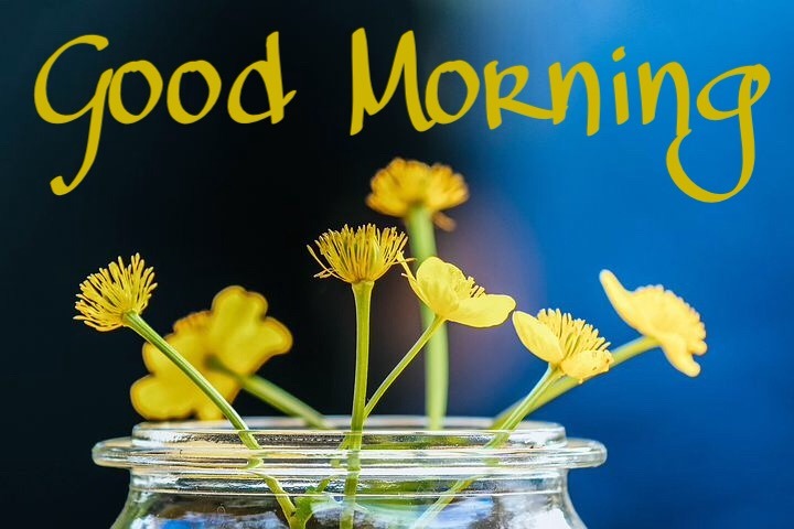 Good morning flowers pic 