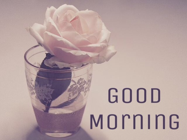 111+ Good Morning Flowrs Images Free And Fast Download 