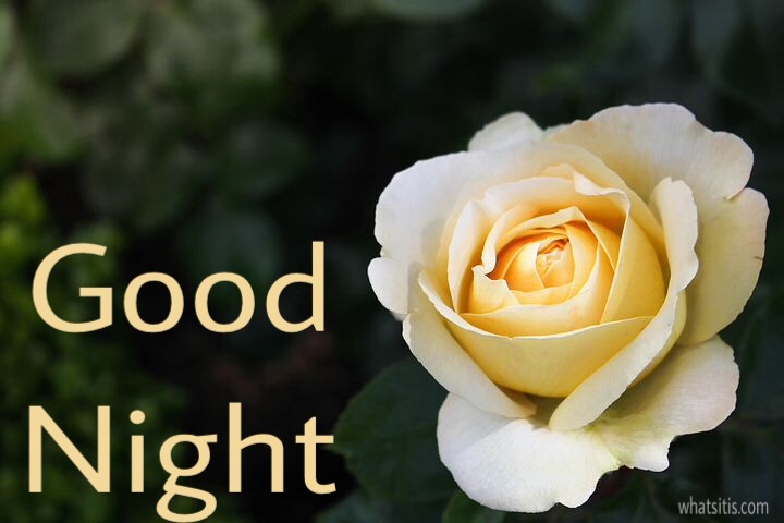 Good night with yellow rose 