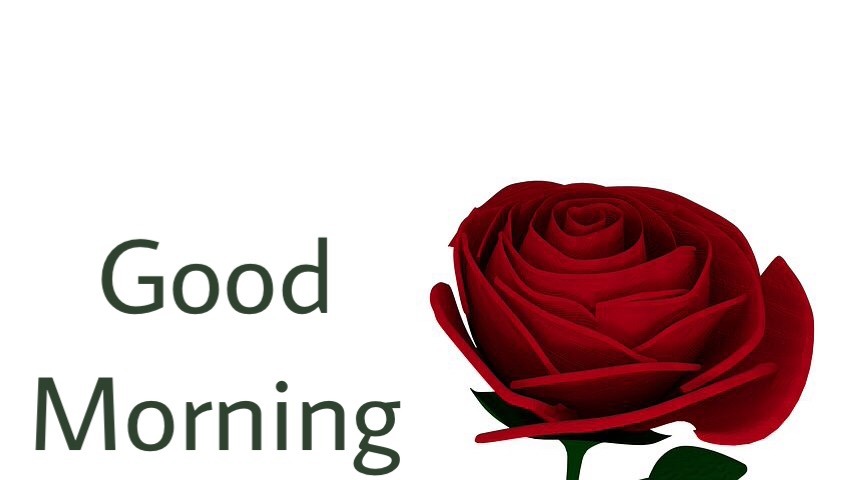New Good Morning wishes with rose 