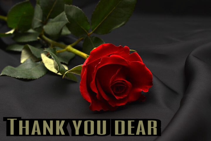 Romantic Thank you images download with rose
