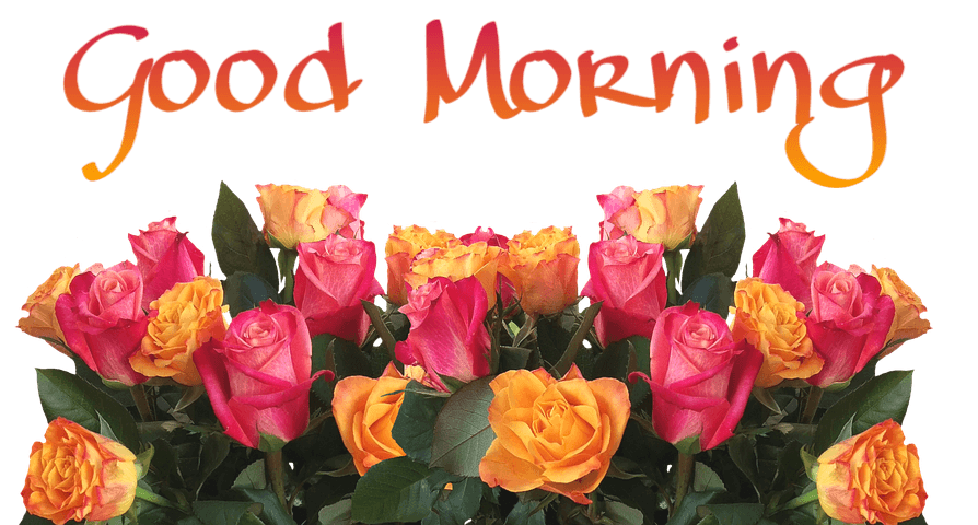 111+ good morning images with flowers hd Free download 