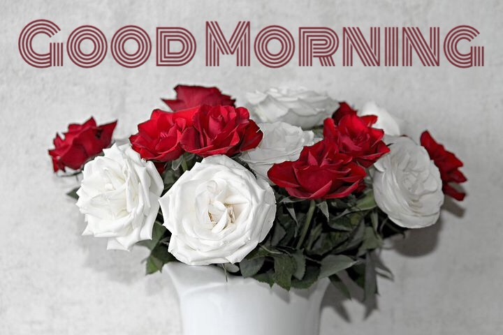free download good morning flower images 