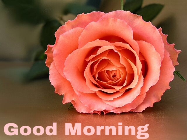 111+ Good Morning Wishes With Rose Picture