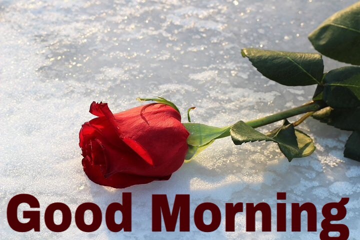 111+ Morning Wishes Images With Red Rose 