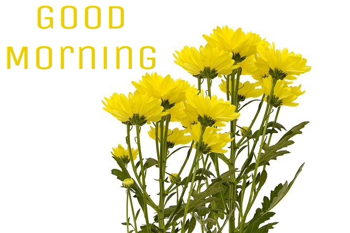 Good morning wishes with yellow flowers 