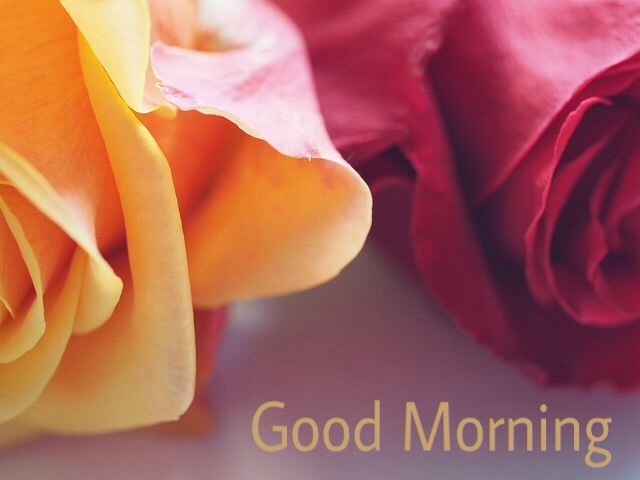 111 Good Morning Flowers Images, Pictures, Wallpapers HD Free Download 