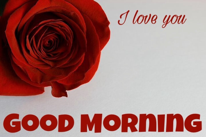 Good Morning Red Roses Images, Pictures, Photos For Whatsapp Free