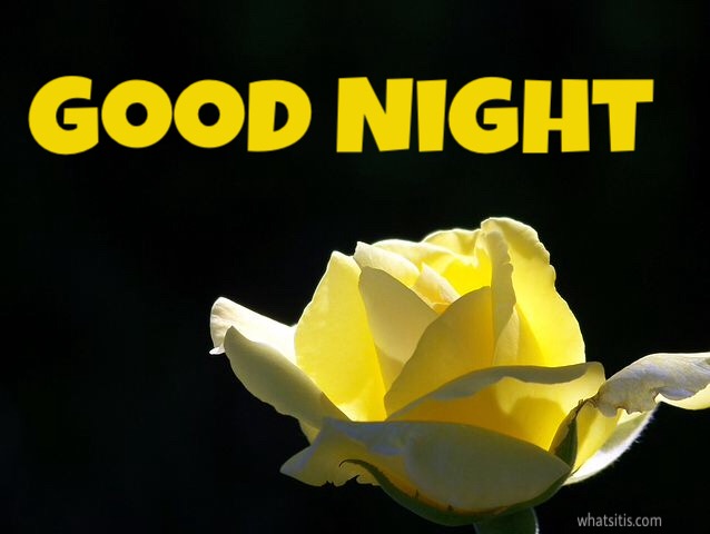 Good night yellow rose pic 