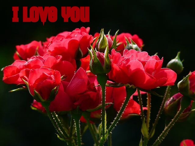 i love you images with roses download 