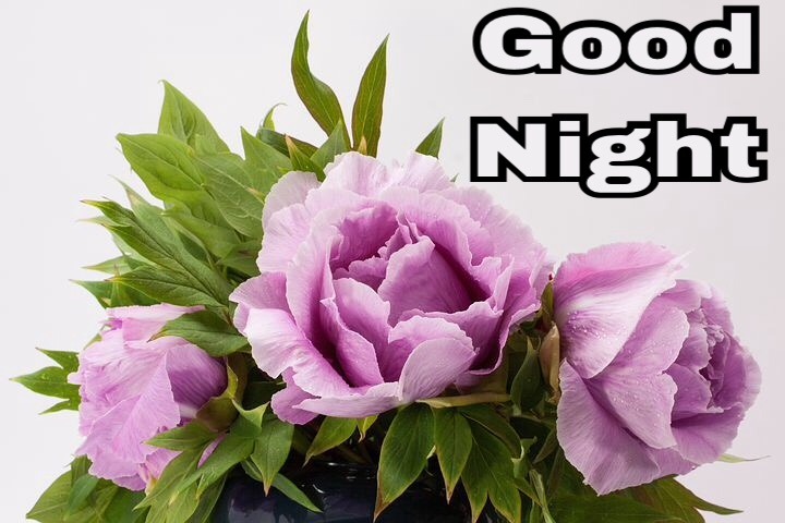 Good Night With Flowers Pictures 