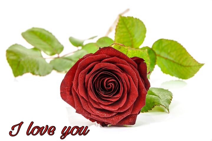 Love you Wallpapers with red rose 