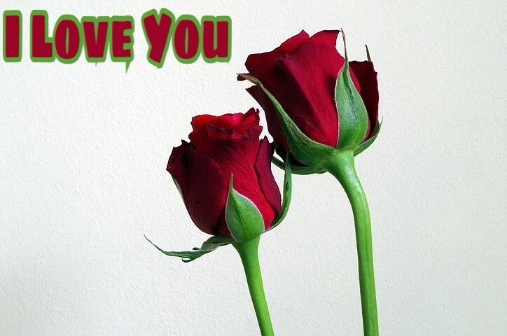 Wallpapers of red rose with i love you 