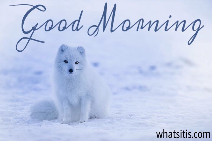 Cute good morning images pictures for whatsapp free download 