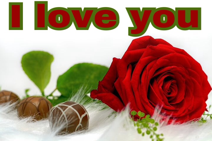 Rose love images download for whatsapp