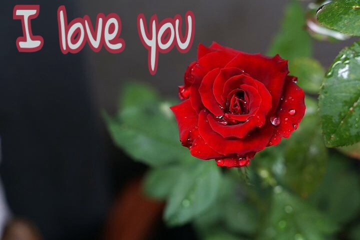 Redrose i Love You image 