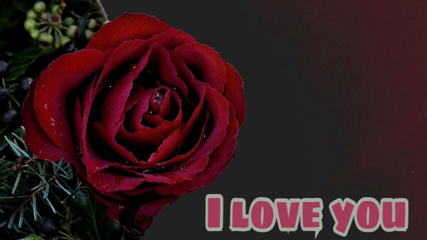 Beautiful red rose with i llove you 