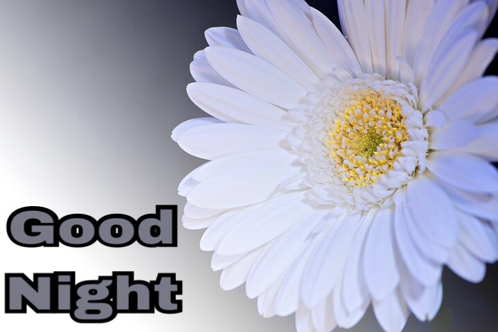 Good Night Flowers Images Hd With Message Of Good Night 