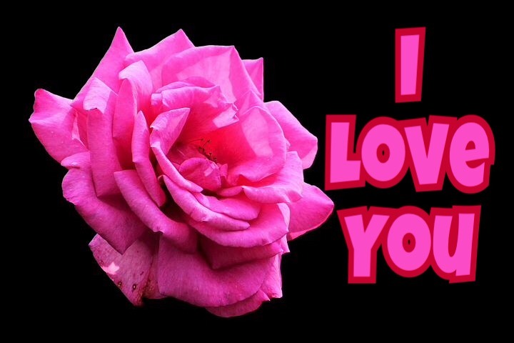 Pink rose I love you image 