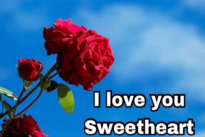 Sweet I love you rose image download