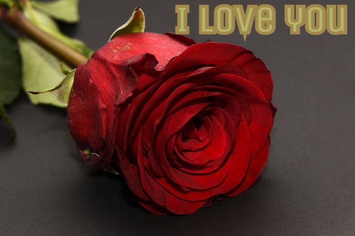 Beautiful rose image for girlfriend 