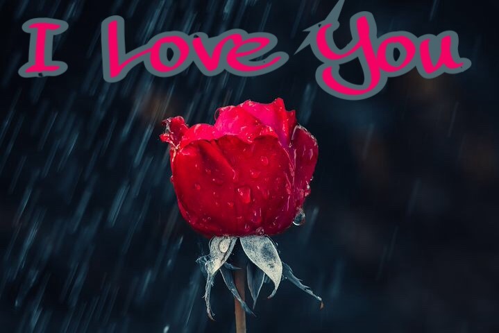 Special image for rose day with I love you Msg