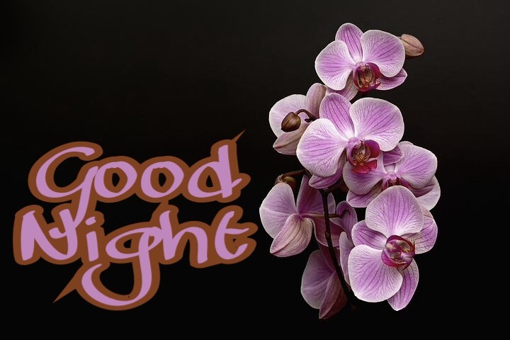 DOWNLOAD GOOD NIGHT FLOWERS WALLPAPERS
