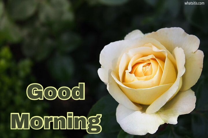 Good morning images with flowers hd of rose 