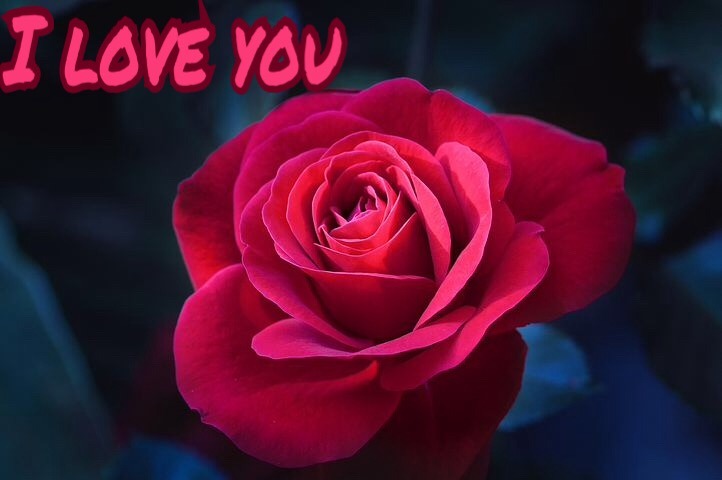 I love you image with red roses