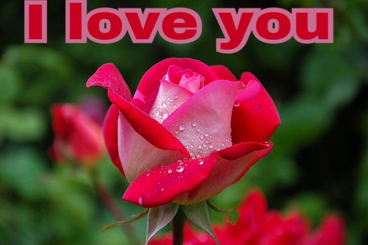 Rose image with love qSweet I love you rose image download uotes 