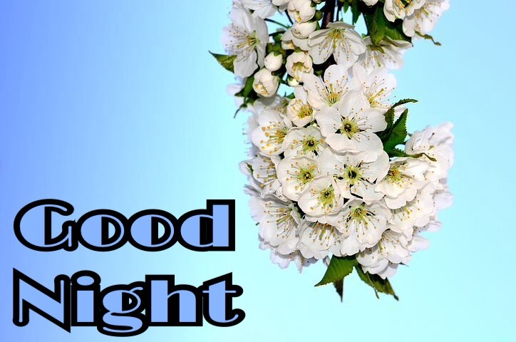 Goodnight flowers 