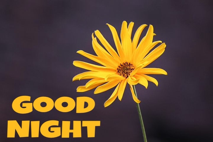 Good Night Flowers For Facebook 