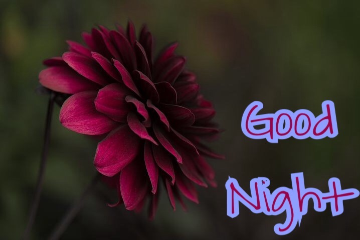good night flowers please