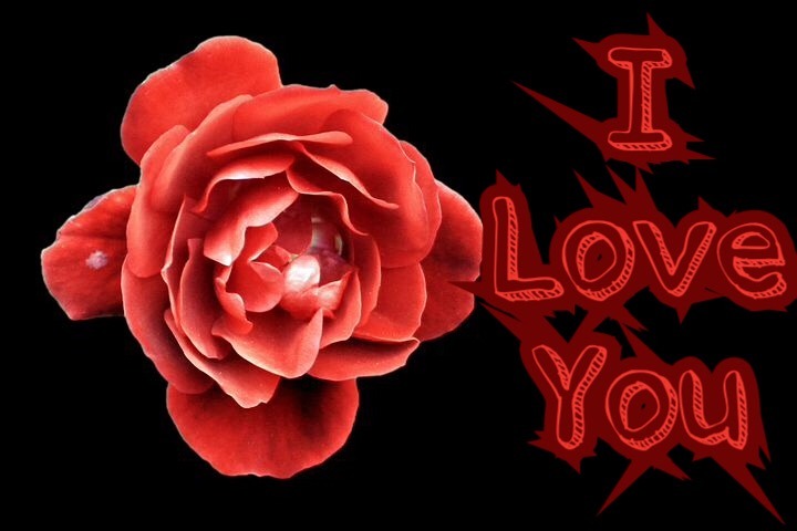 Rose for love with i love you Msg